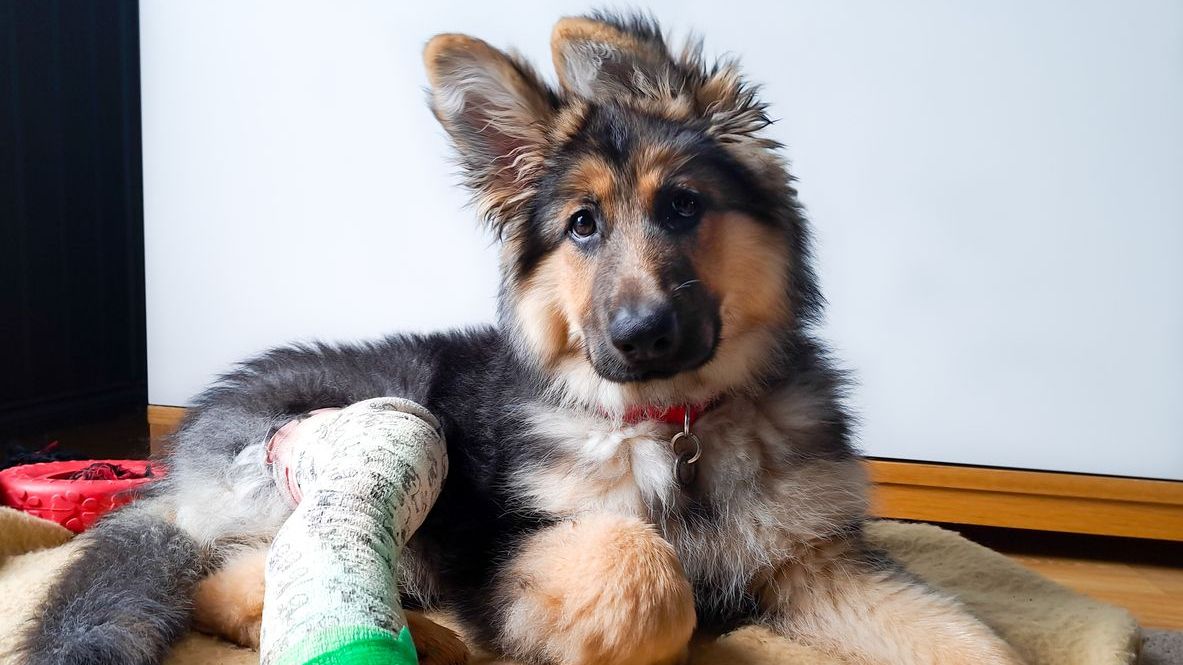 Can you afford an emergency vet bill? This one product could save your pet